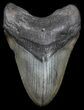 Megalodon Tooth - South Carolina #34265-1